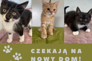 Rysia, Wacek i Wolt - gotowe do adopcji!