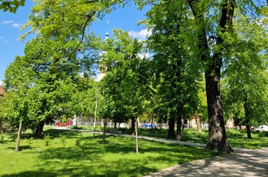 Dofinansowanie na pielęgnację drzew w leszczyńskich parkach